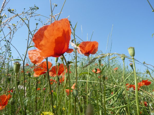 Mohnblumen